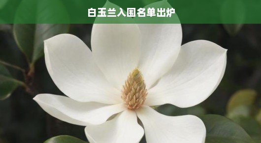 白玉兰奖入围名单揭晓！星光璀璨，谁将荣耀登顶，谁将问鼎桂冠？