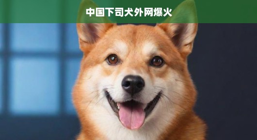 中国下司犬全球爆红，犬界新星瞩目，瞩目速度超乎想象！