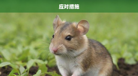 清远田地鼠患肆虐，紧急需求应对措施，保护农作物刻不容缓！