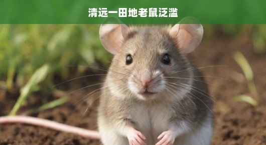 清远田地鼠患肆虐，农民急呼救命，鼠害成灾苦不堪言！
