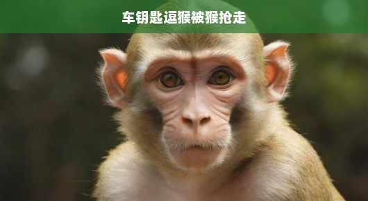 车钥匙不慎逗引猴子突发惊险一幕，猴子的突袭引发意外危机！