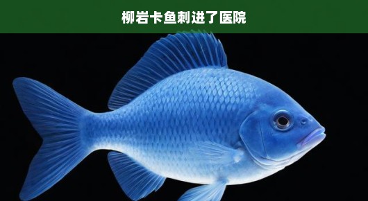 柳岩遭遇鱼刺卡喉危机，紧急就医迫切寻求救治！