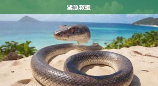 三亚游客遭蛇咬不幸身亡！悲剧呼唤紧急救援！刻不容缓，生命至上！