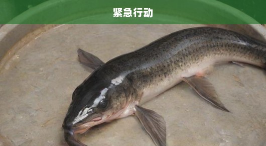 紧急行动！迅速放生2.5万斤外来鲇鱼，维护生态平衡刻不容缓！