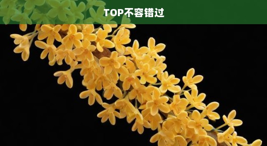 桂平本地最新免费发布信息平台TOP，快速掌握本地资讯，不容错过！