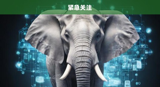 白象危机迫在眉睫，紧急呼吁关注与行动，刻不容缓！
