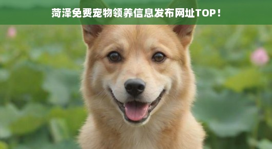紧急菏泽免费宠物领养信息，速查领养网址！速速行动！