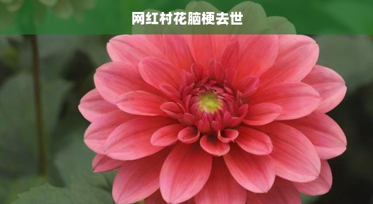 网红村花意外脑梗离世，震惊社会引发深思，呼唤关注健康与生命！