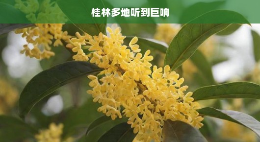 桂林多地突发巨响震动，引发广泛关注与急切猜测，究竟是何原因？